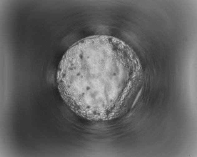 X0000088700185200706282030