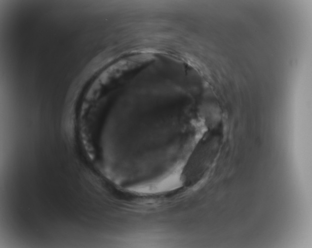 X0000088700295200706282028