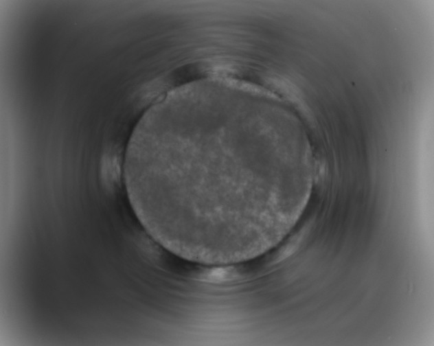 X0000088700382200706282028