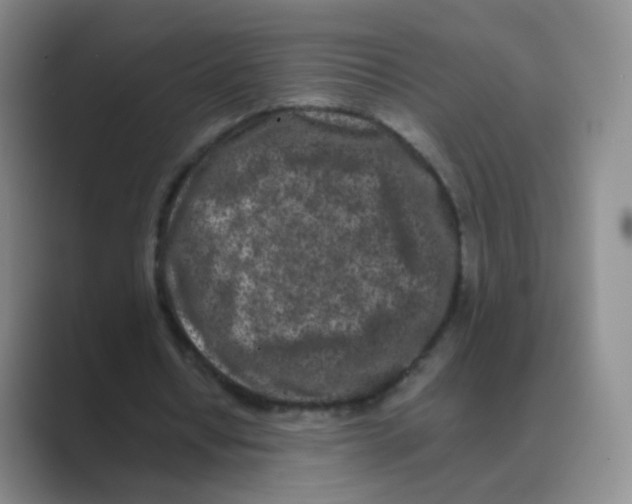 X0000088700434200706282026