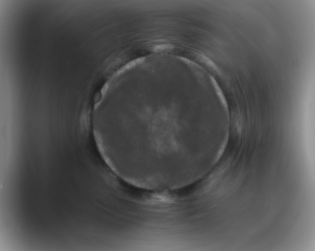 X0000088700475200706282026