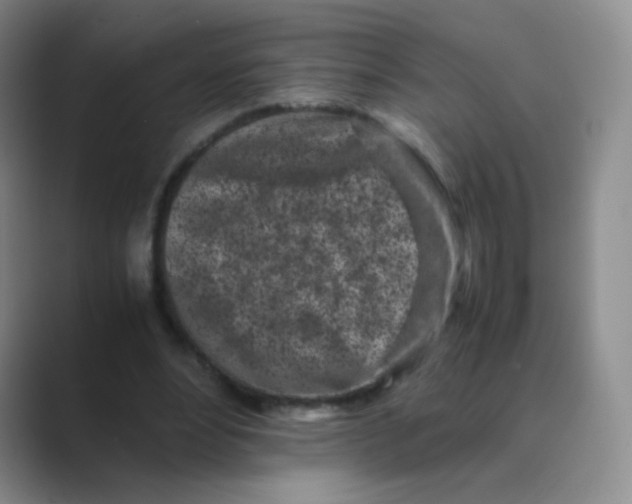 X0000088700488200706282026