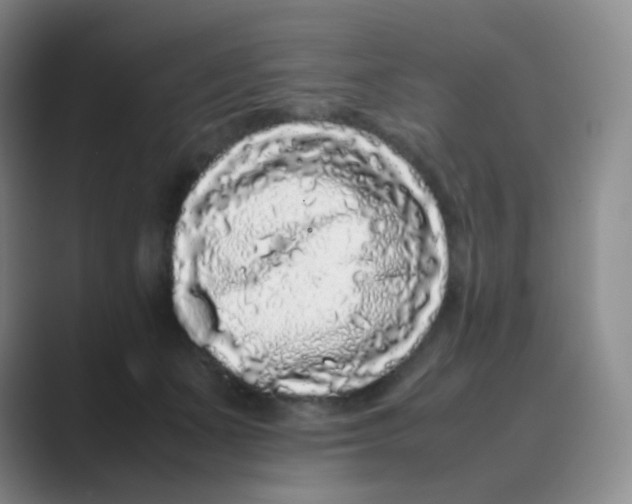 X0000088700511200706282025