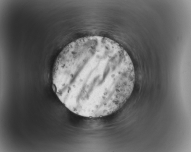 X0000088700615200706282024