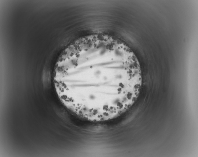 X0000088700646200706282024