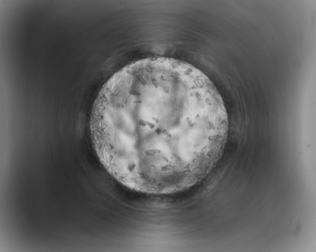 X0000088700656200706282024