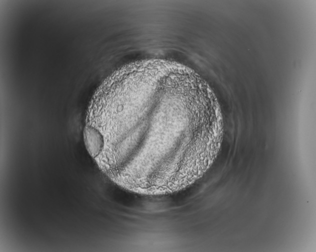 X0000088700707200706282023