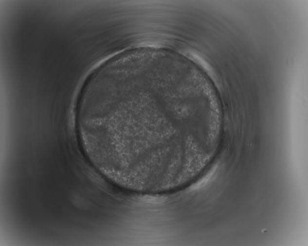 X0000088700779200706282022