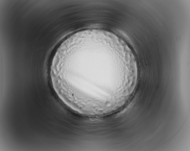 X0000088700835200706282021