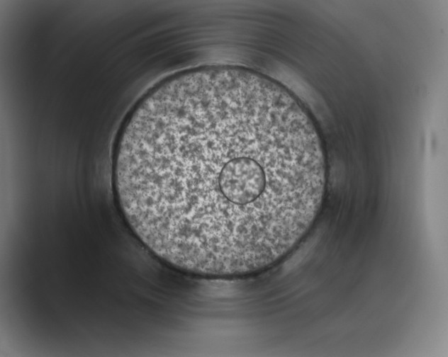 X0000088700836200706282021