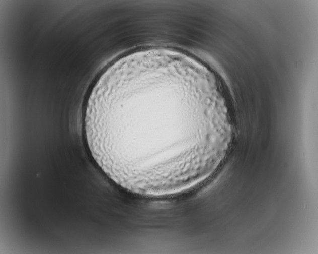 X0000088700839200706282021