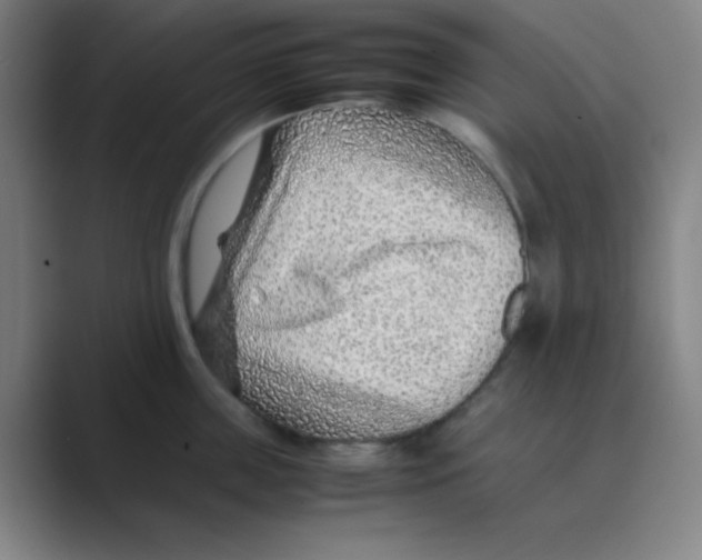 X0000088700859200706282021