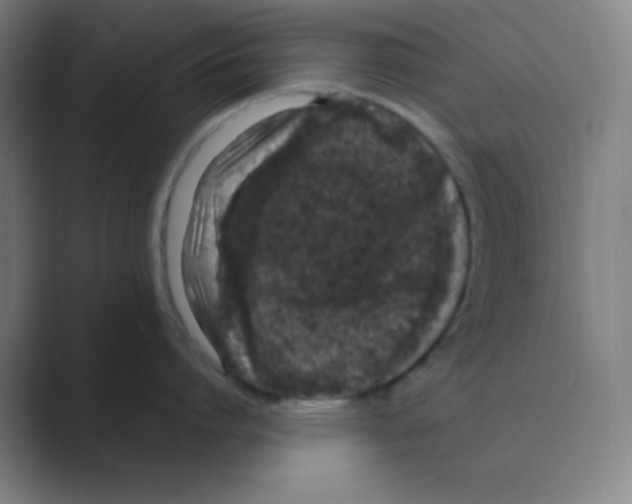 X0000088700864200706282022