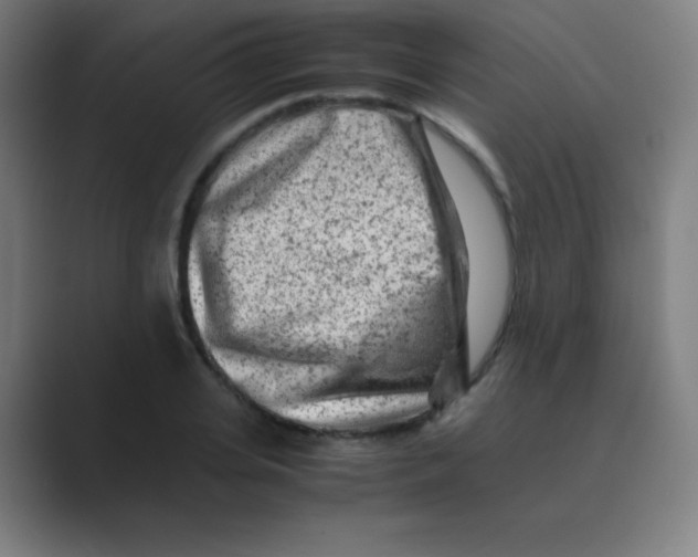 X0000088700935200706282020