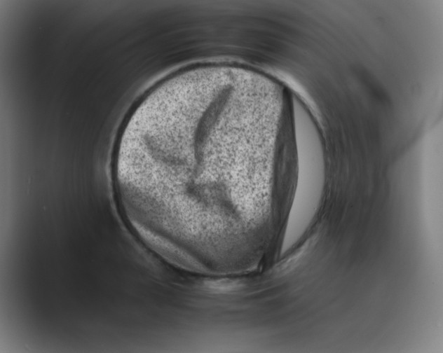 X0000088700943200706282020