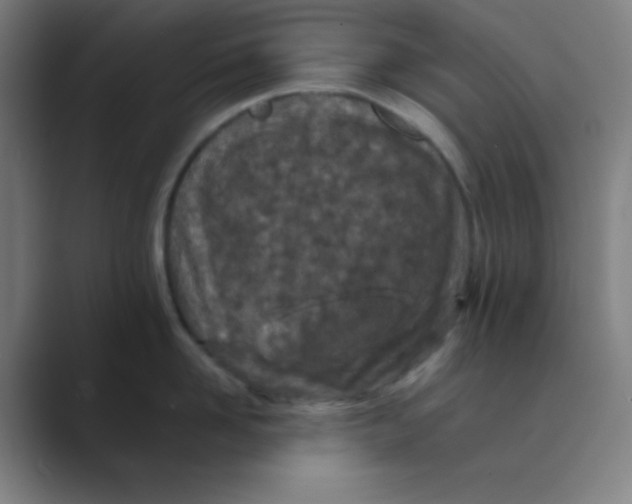 X0000088700958200706282020