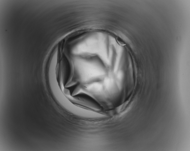 X0000088700981200706282019