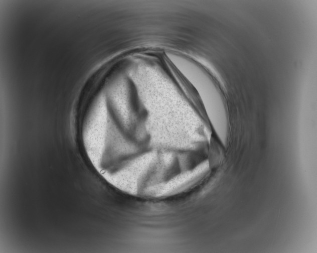 X0000088700983200706282019