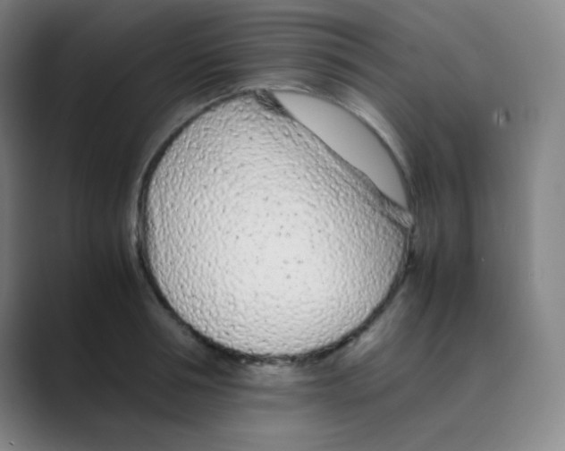 X0000088700994200706282019