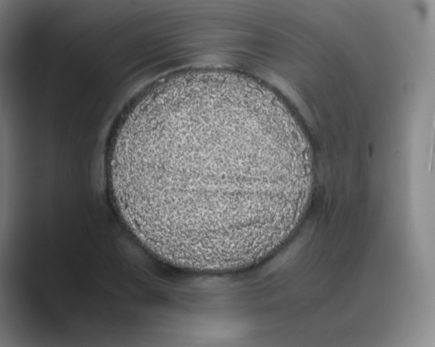 X0000088701075200706282018