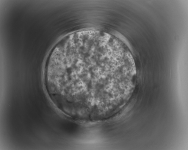 X0000088701099200706282018