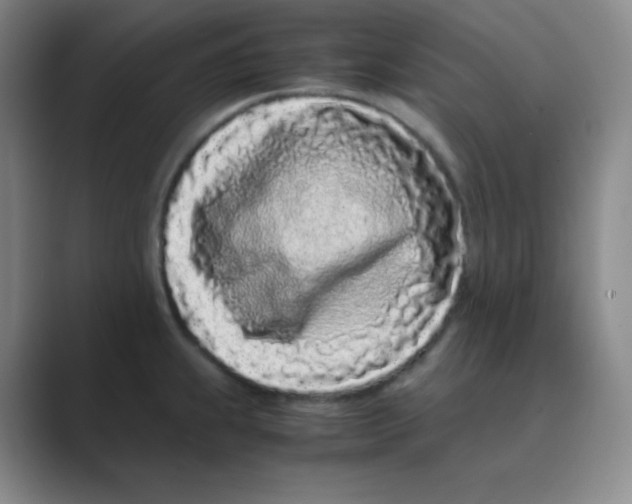 X0000088701239200706282016