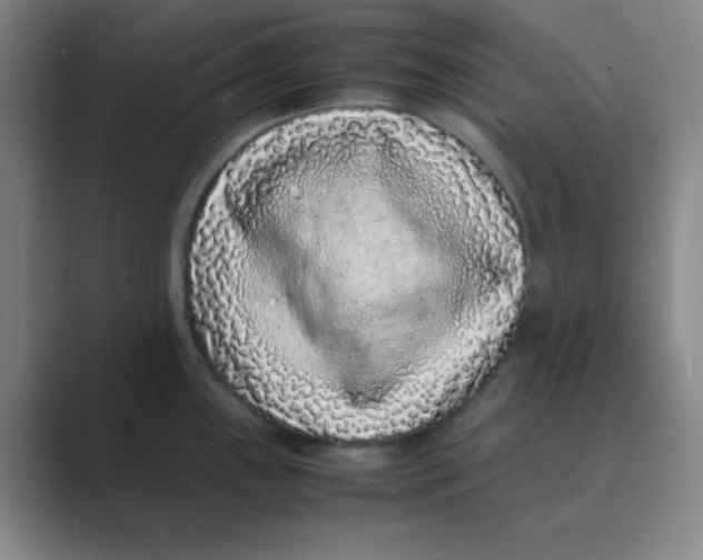 X0000088701243200706282016