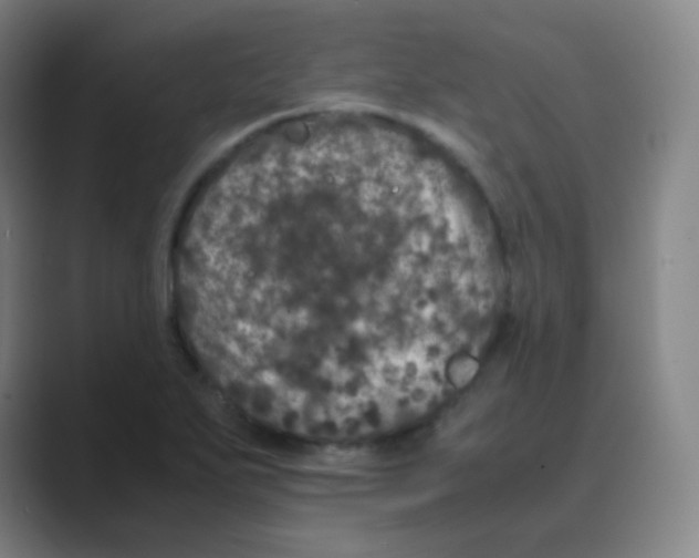 X0000088701271200706282015