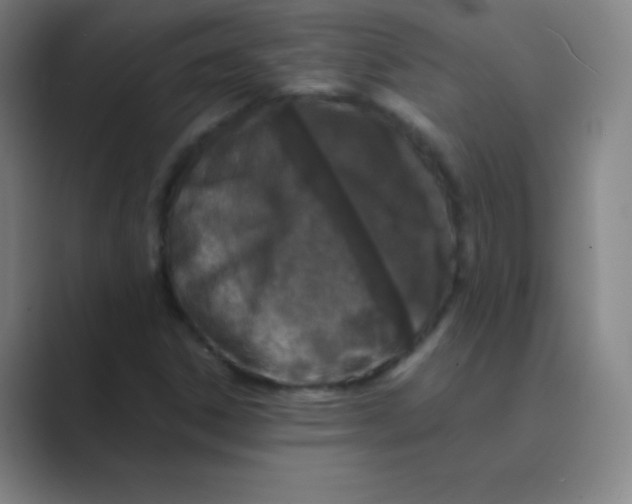 X0000088701306200706282015