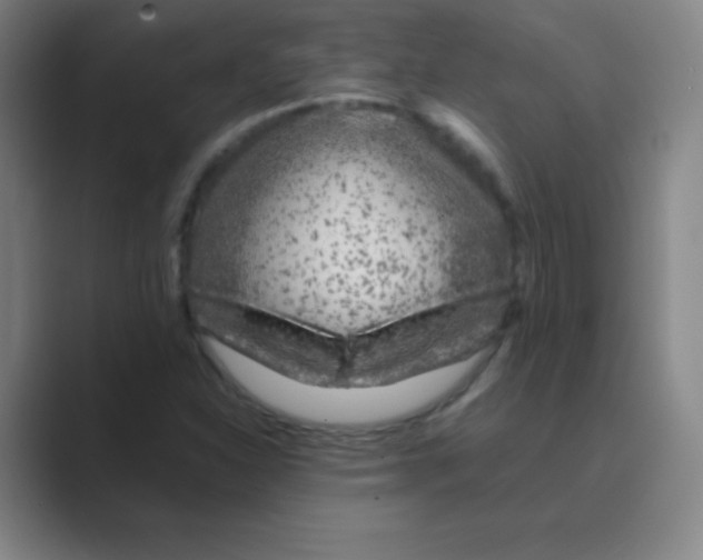 X0000088701310200706282015