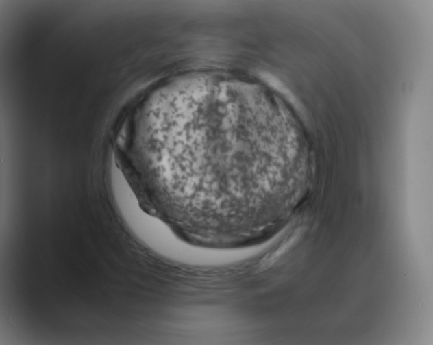 X0000088701453200706282013