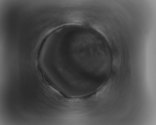 X0000088701455200706282013