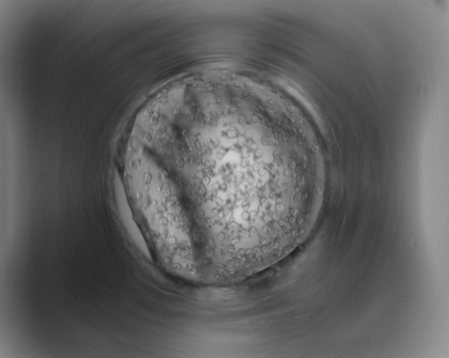 X0000088701481200706282013