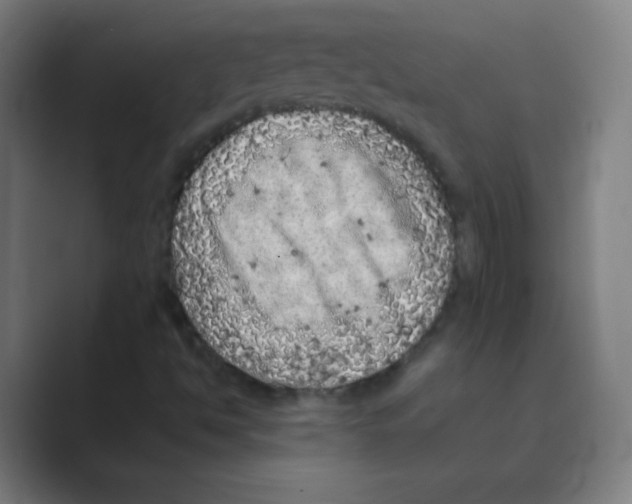 X0000088701494200706282012