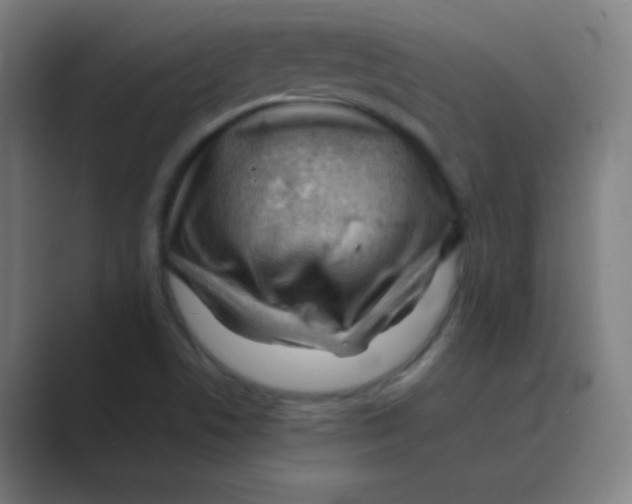 X0000088701506200706282012