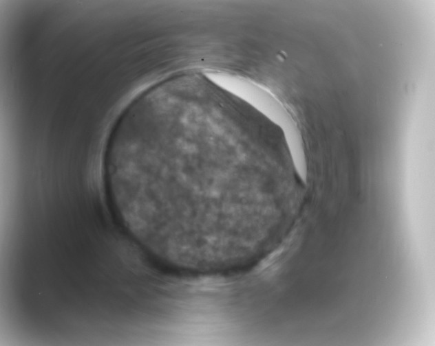 X0000088710196200706212009