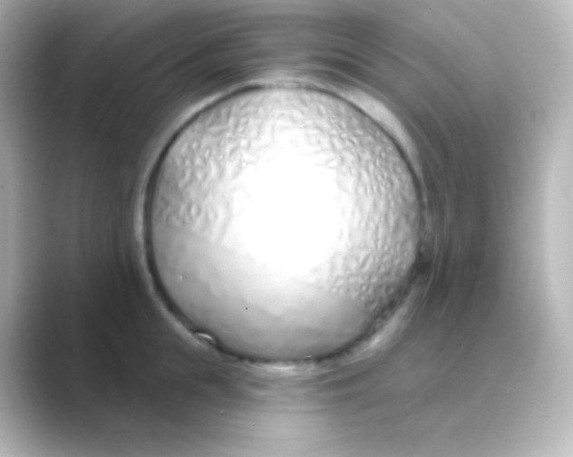 X0000088710855200706212001