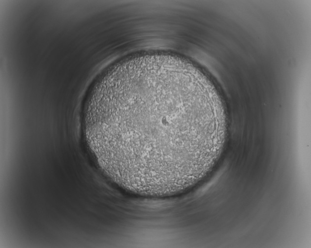 X0000088710829200706282041