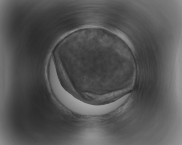 X0000088710958200706282041