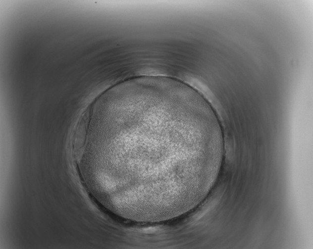 X0000088720433200706071623