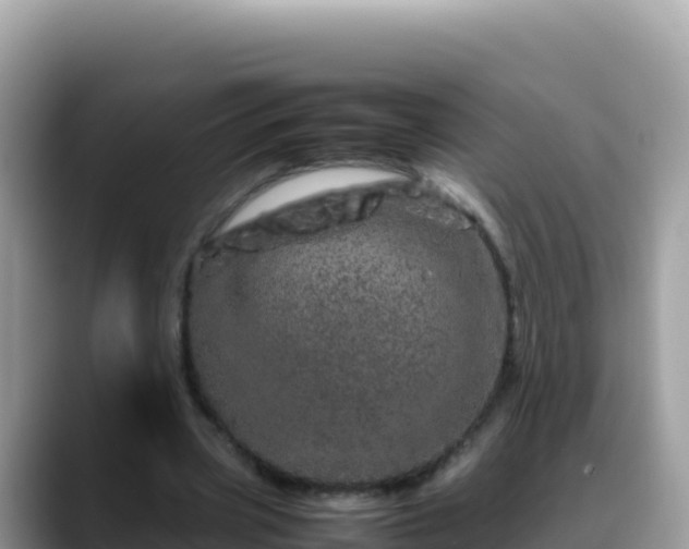 X0000088720533200706071622