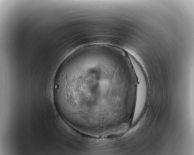 X0000088720941200706071617