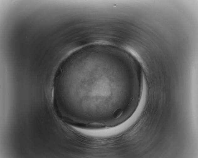 X0000088721323200706071612