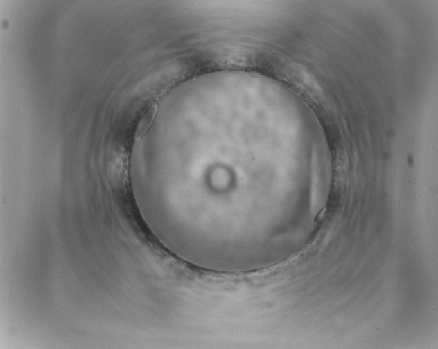 X0000088720029200706141624