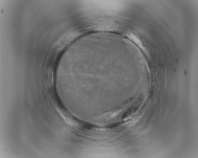 X0000088720205200706141621