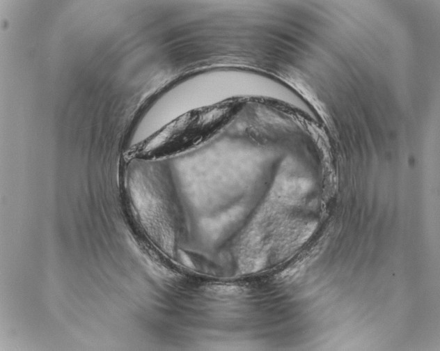 X0000088720253200706141620