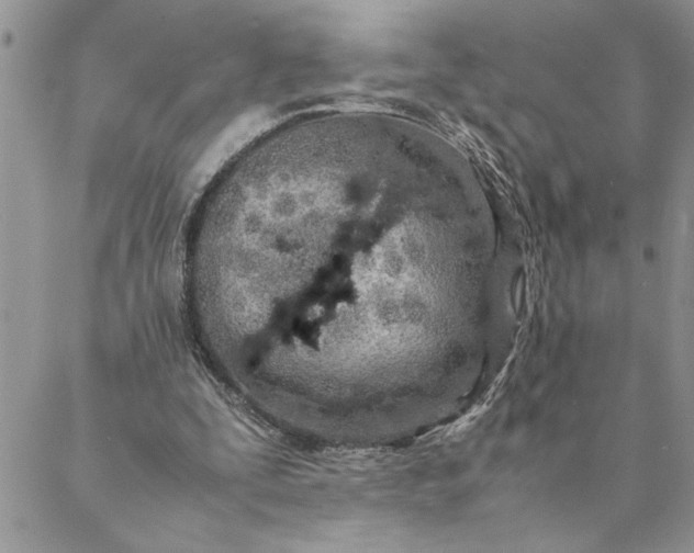 X0000088720295200706141620