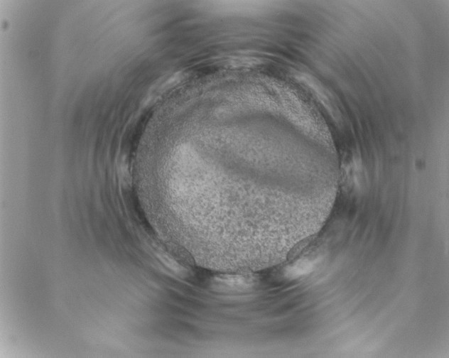 X0000088720381200706141619