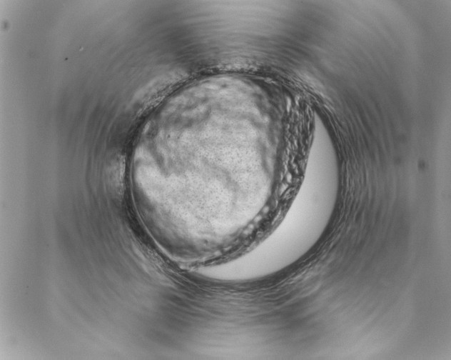 X0000088720550200706141616