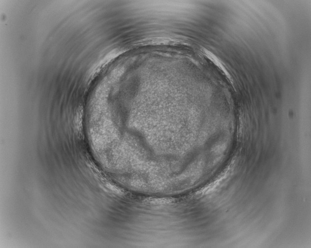 X0000088720778200706141612